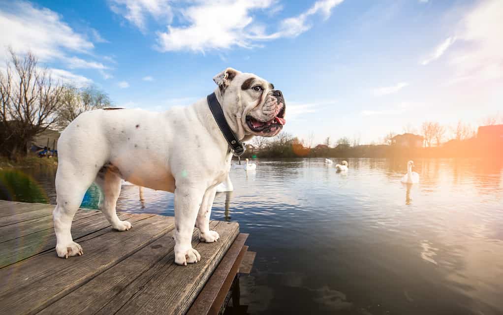 Bulldog inglese bianco che sta sul molo