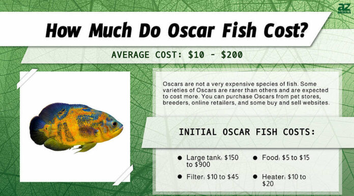 Prezzi del pesce Oscar 2023: costi di acquisto, forniture, cibo e altro!
