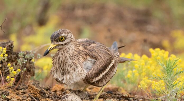 Burhinus oedicnemus Eurasian Curlew di pietra si siede sulle uova nel suo nido