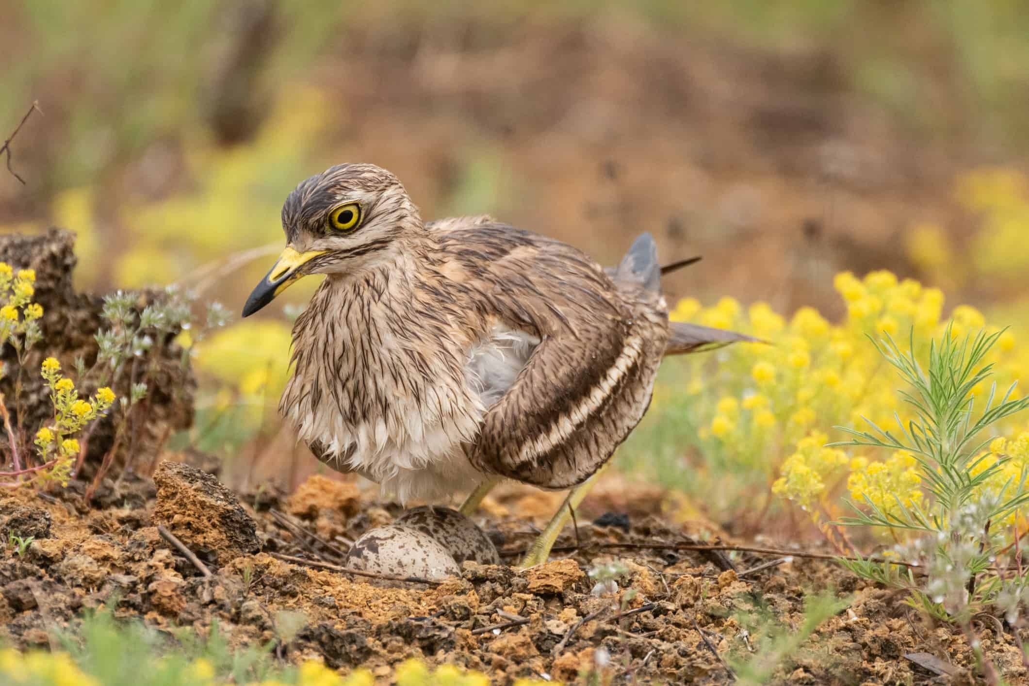 Burhinus oedicnemus Eurasian Curlew di pietra si siede sulle uova nel suo nido