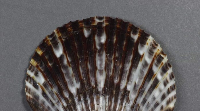 Una capasanta della baia atlantica (Argopecten irradians)