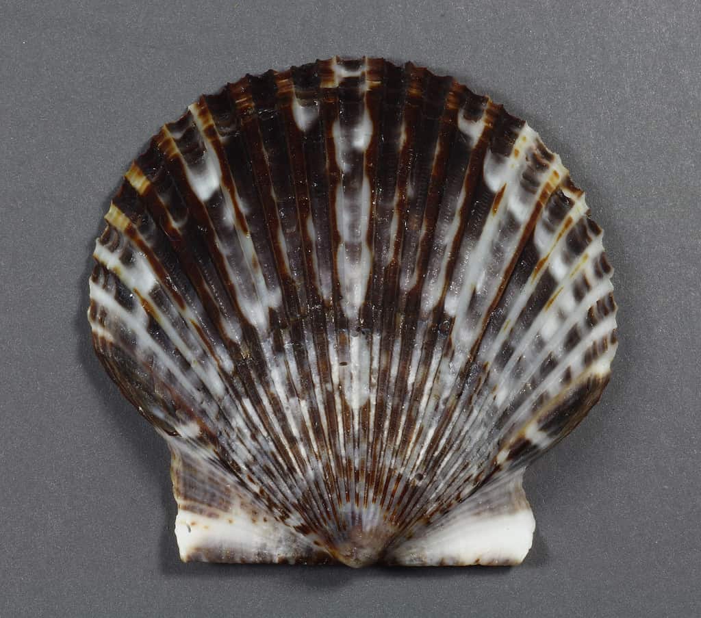 Una capesante della baia dell'Atlantico (Argopecten irradians)