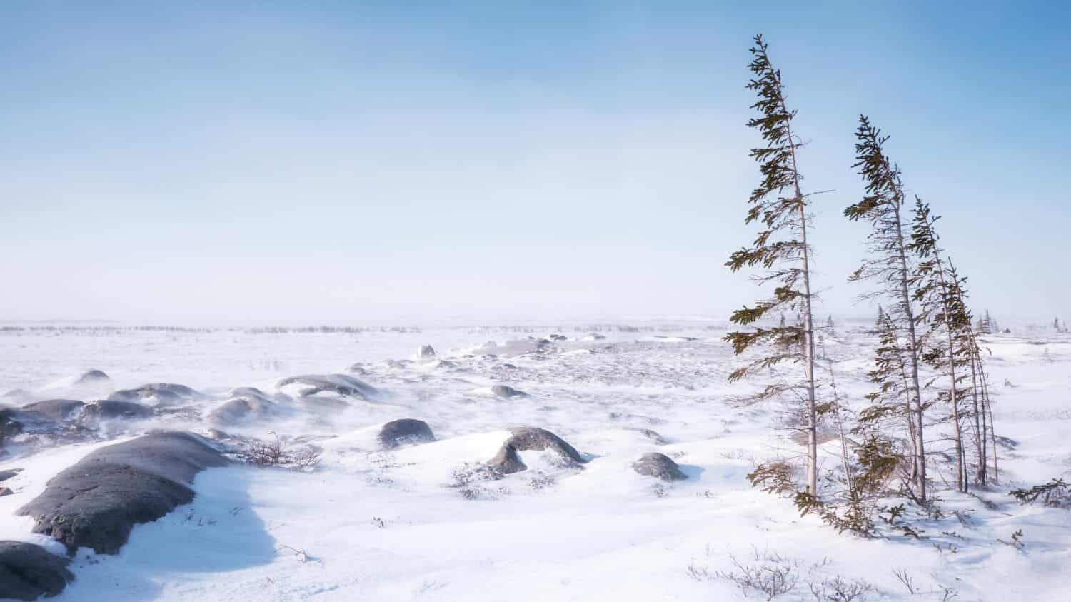 Un paesaggio di tundra spazzato dal vento in una fredda giornata invernale nel nord del Canada, con pochi alberi sottili che lottano per sopravvivere nel terreno arido e nel rigido clima subartico.