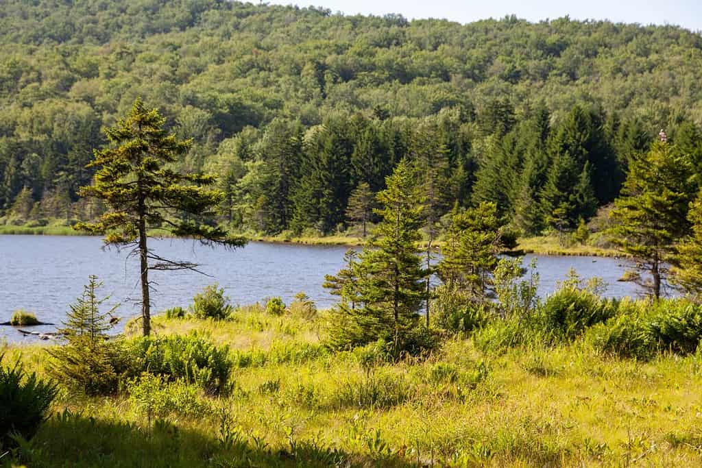 Schiarimento sul lago a Spruce Knob West Virginia