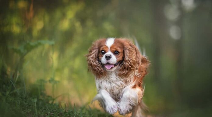 Il Cavalier King Charles Spaniel corre