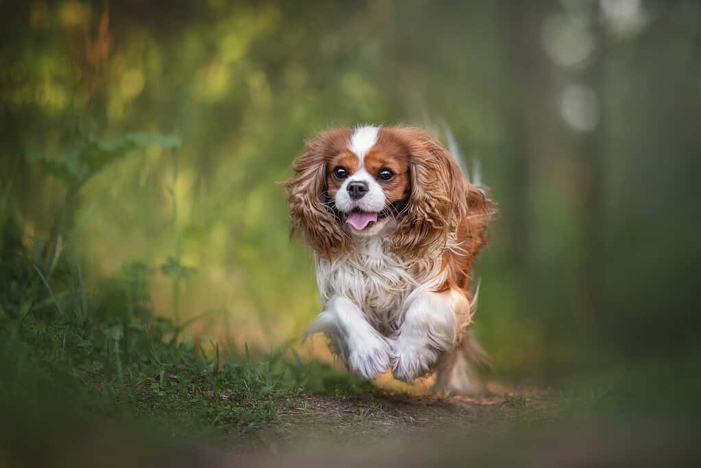 Cani simili ai golden retriever: Cavalier King Charles Spaniel Running
