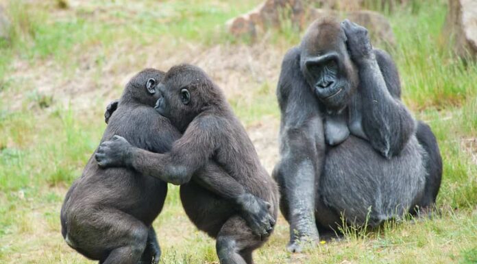 Due cuccioli di gorilla