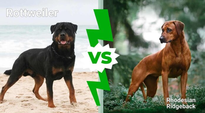 Rottweiler contro Rhodesian Ridgeback: 8 differenze chiave

