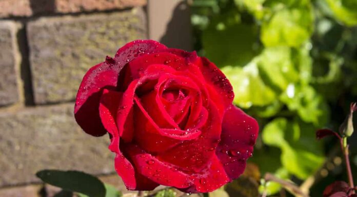 Bellissima rosa tea ibrida rampicante Chrysler Imperial dal profumo romantico, rosso intenso, in fiore all'inizio della primavera dopo una pioggia di pioggia, aggiunge un colore affascinante e un profumo intenso al giardino.
