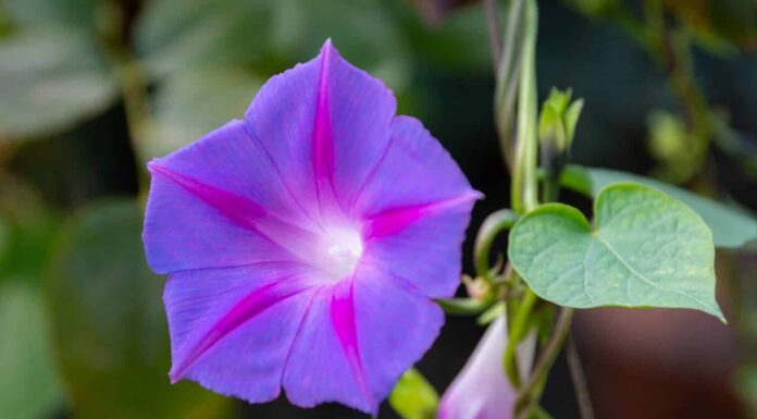 Ipomoea purpurea (gloria mattutina viola) fiore