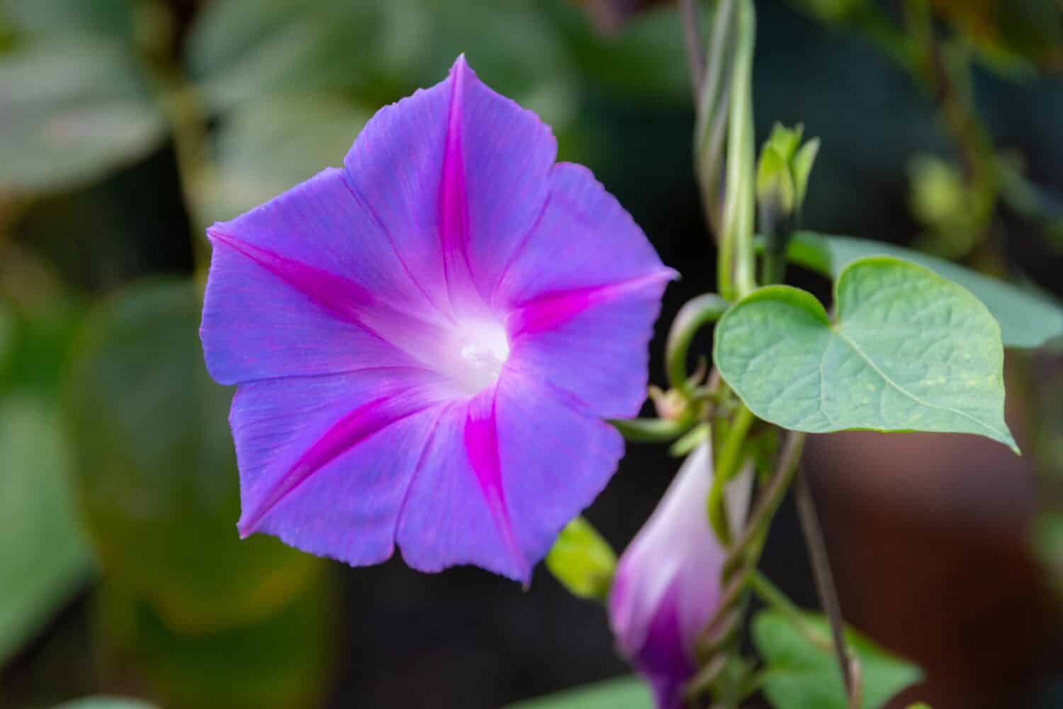 Ipomoea purpurea (gloria mattutina viola) fiore