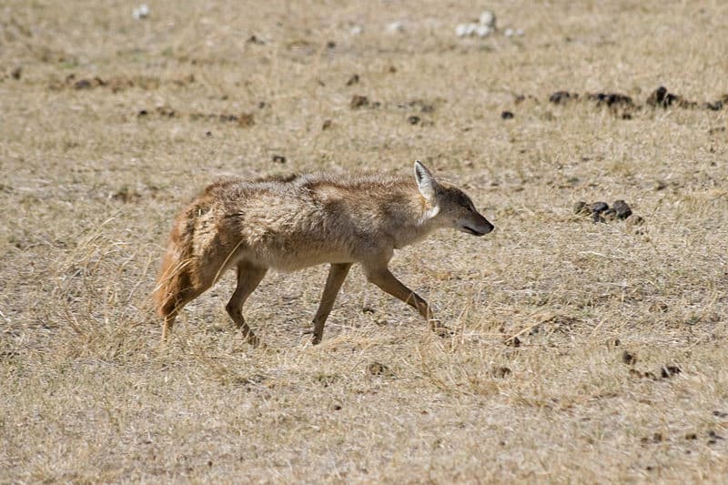 Sciacallo dorato (Canis aureus)