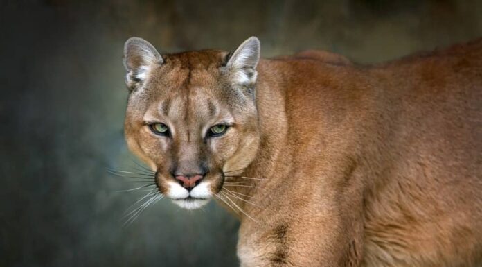 animali che saltano - puma