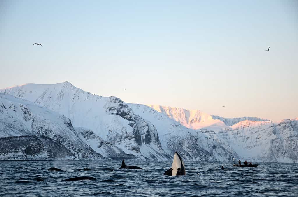 Bellissima orca che salta nei fiordi norvegesi.