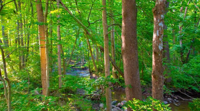 Foresta di latifoglie con piccolo ruscello-Howard County Indiana