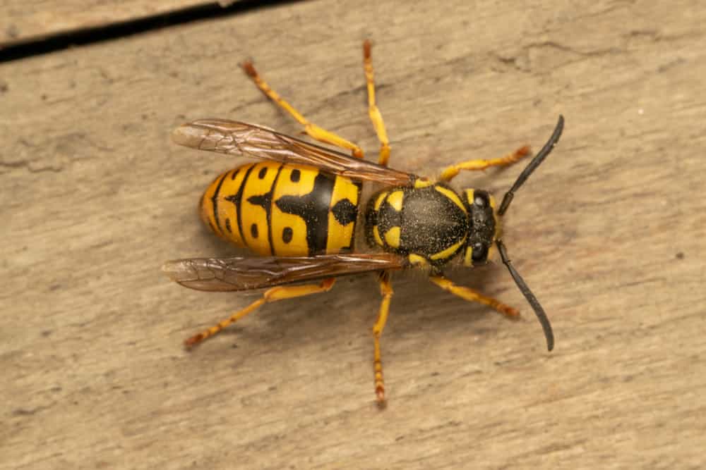 Giacca gialla tedesca, vespa europea o vespa tedesca (lat. Vespula germanica), su una tavola di legno