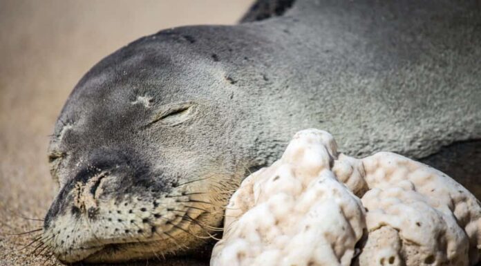 Foca monaca hawaiana che dorme sulla sabbia vicino al corallo