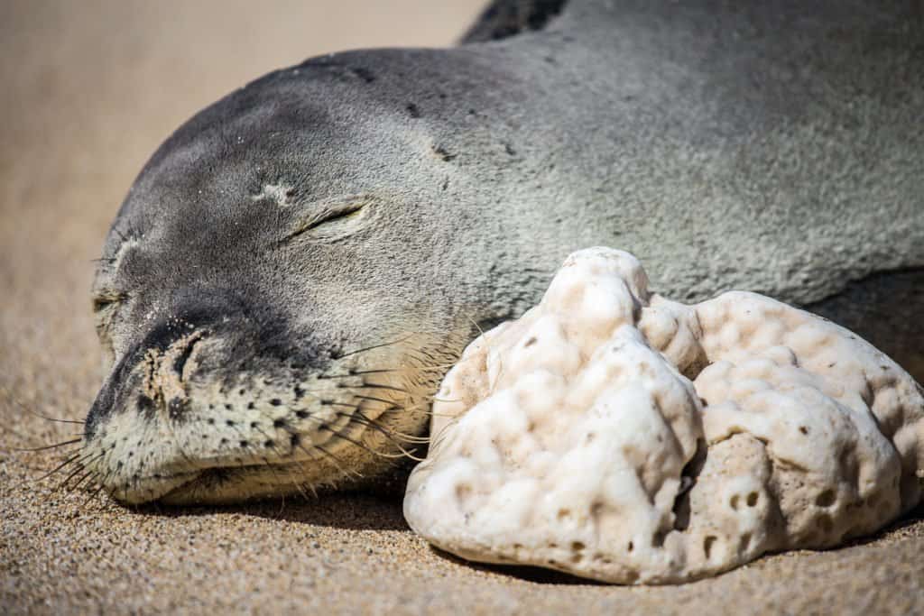 Foca monaca hawaiana che dorme sulla sabbia vicino al corallo