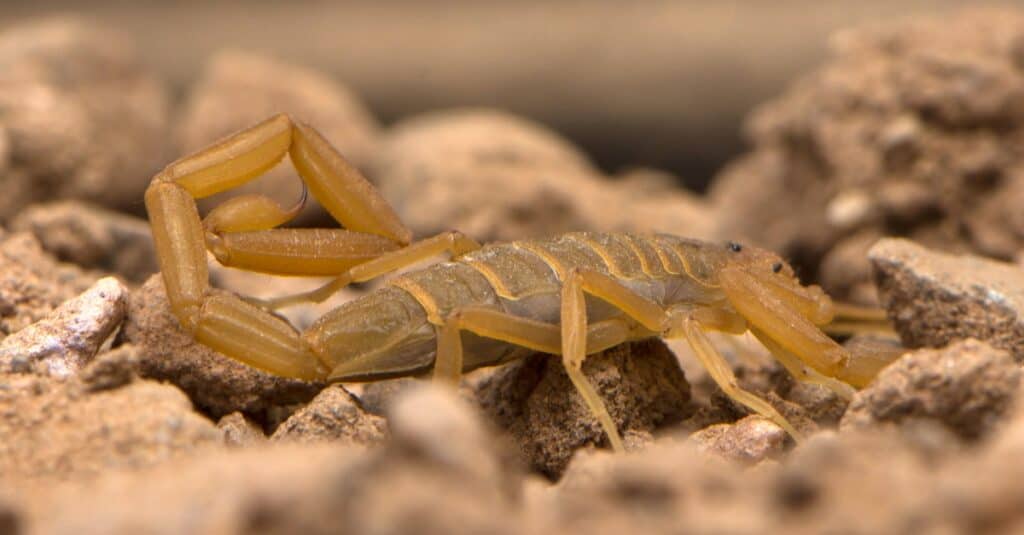 Scorpione della corteccia dell'Arizona che scala sulle macerie