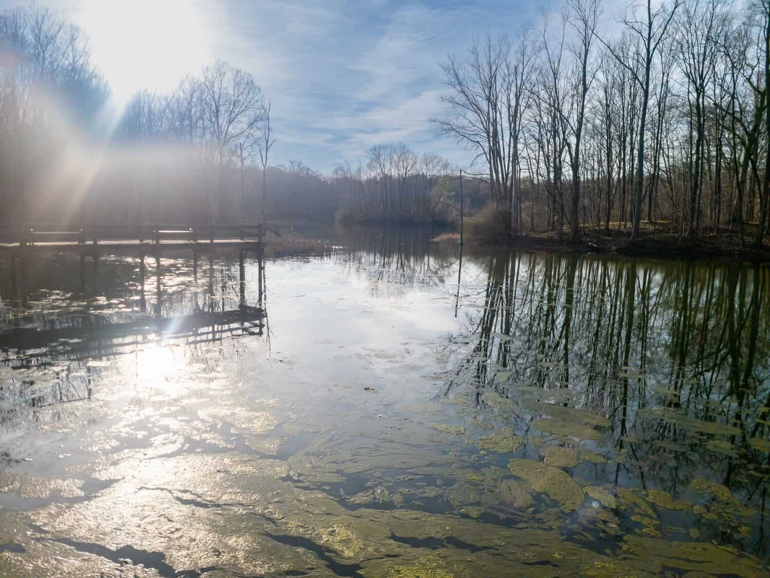 Stagno a Maybury State Park a Northville, Michigan all'inizio della primavera.  Le alghe verdi possono essere viste nel lago vicino al molo di pesca.