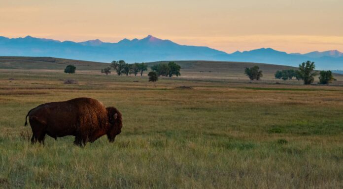 Bisonte nella luce del mattino sulle pianure del Colorado