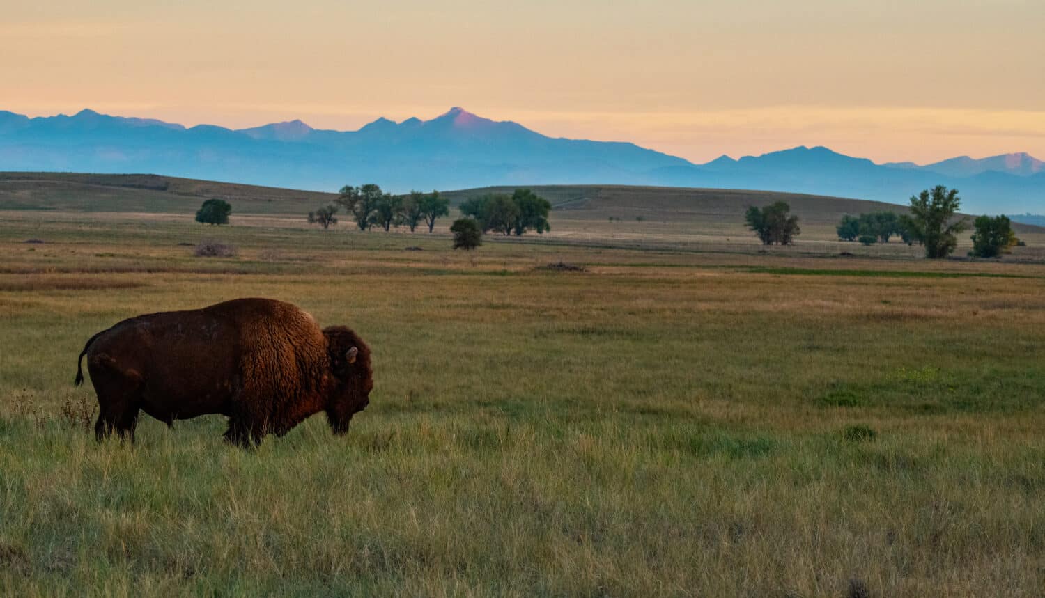 Bisonte nella luce del mattino sulle pianure del Colorado