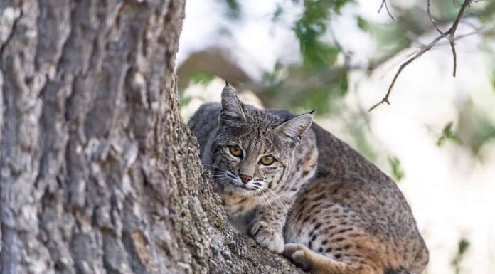 Questa lince rossa si è arrampicata su una quercia per vedere meglio i suoi terreni di caccia nella California centrale.