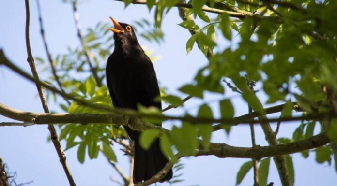 merlo che canta su un albero