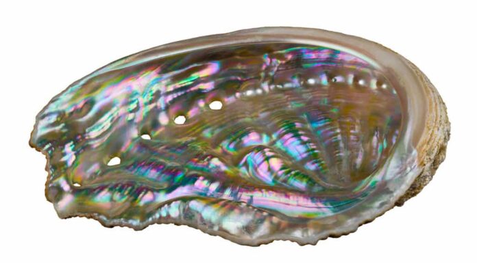 Madreperla lucida all'interno di abalone di lumaca di mare isolata su sfondo bianco.  Haliotis.  Conchiglia di mollusco gasteropode marino.  Pori respiratori in madreperla iridescente pastello della superficie interna del guscio dell'orecchio.