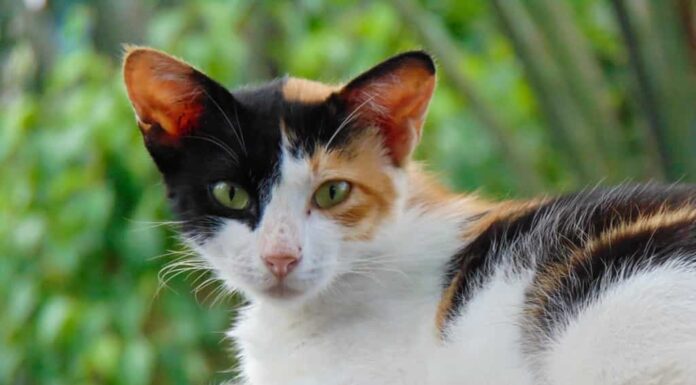 Calico gatto o faccia di gatto tricolore nel dettaglio girato.  Questo gatto tartarugato ha tre colori: bianco, nero e arancione.