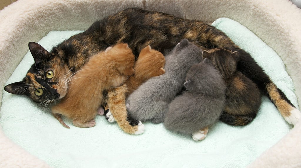 Madre torbie tortie gatto tabby che allatta cinque gattini di una settimana in un piccolo letto per animali domestici con coperta verde chiaro