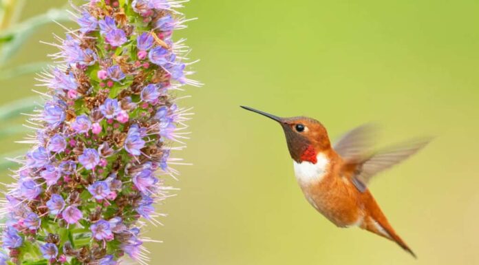 Colibrì rossiccio che beve nettare