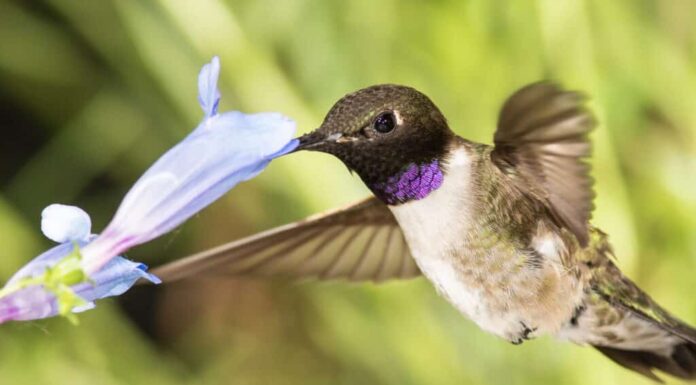 Colibrì dal mento nero alla ricerca di nettare tra i fiori blu