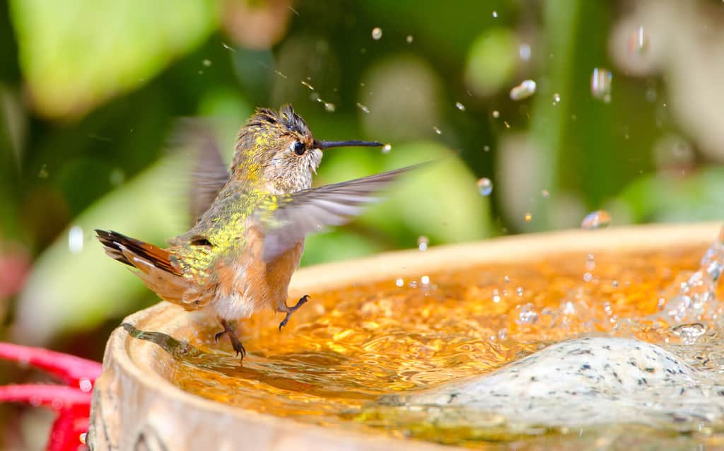 Rufous Hummingbird che balla nel bagno degli uccelli