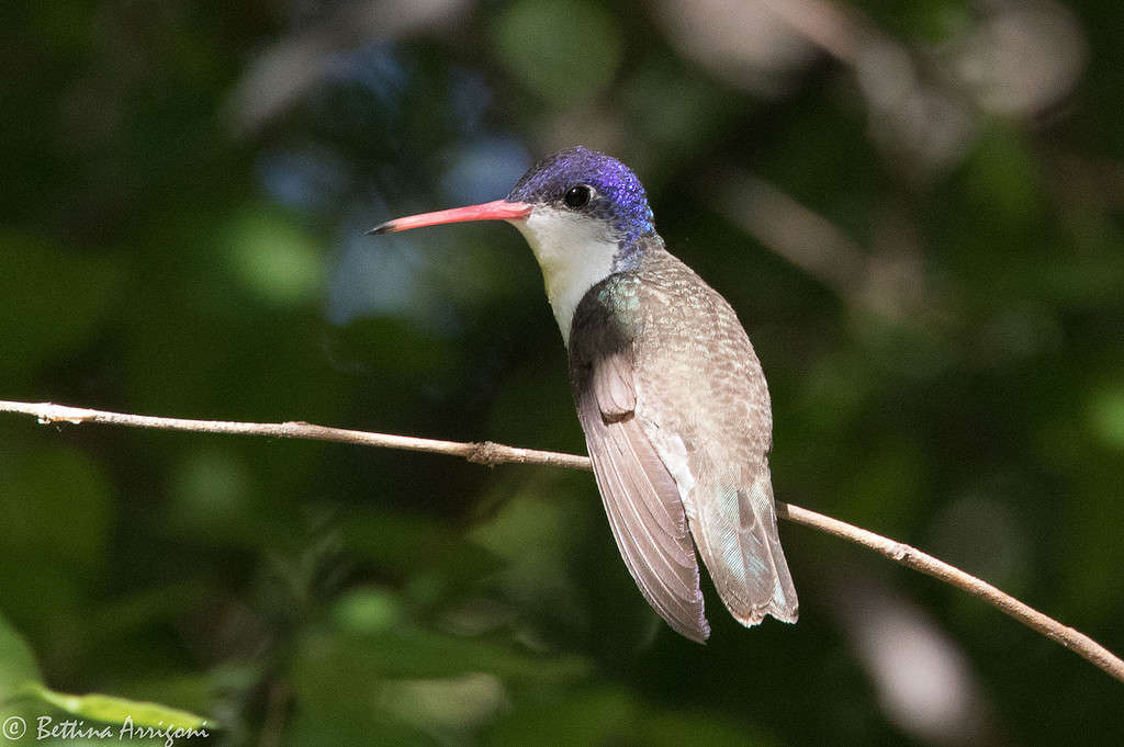 Colibrì maschio dalla corona viola