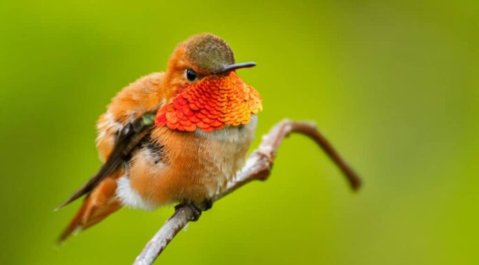 Rufous Hummingbird che svasa la sua gorgiera