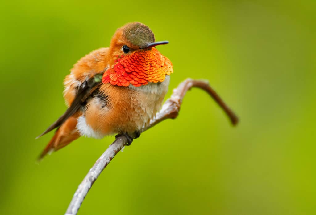 Rufous Hummingbird che svasa la sua gorgiera
