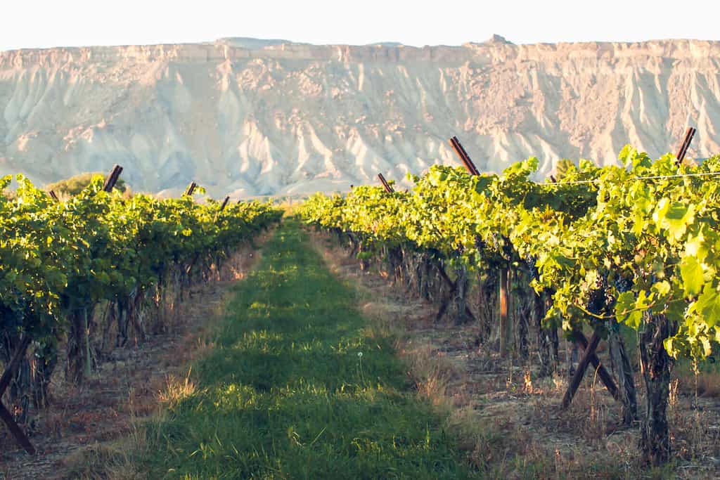 Uva rossa pronta per essere raccolta in un vigneto a Palisade, Colorado.