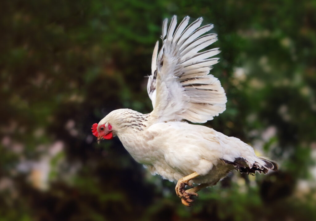 Pollo che vola in natura, gallina