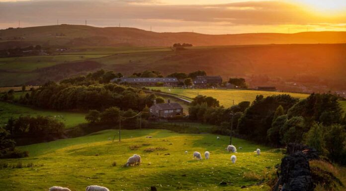Pecore al pascolo in un bellissimo paesaggio nella campagna britannica vicino alla periferia di Manchester.