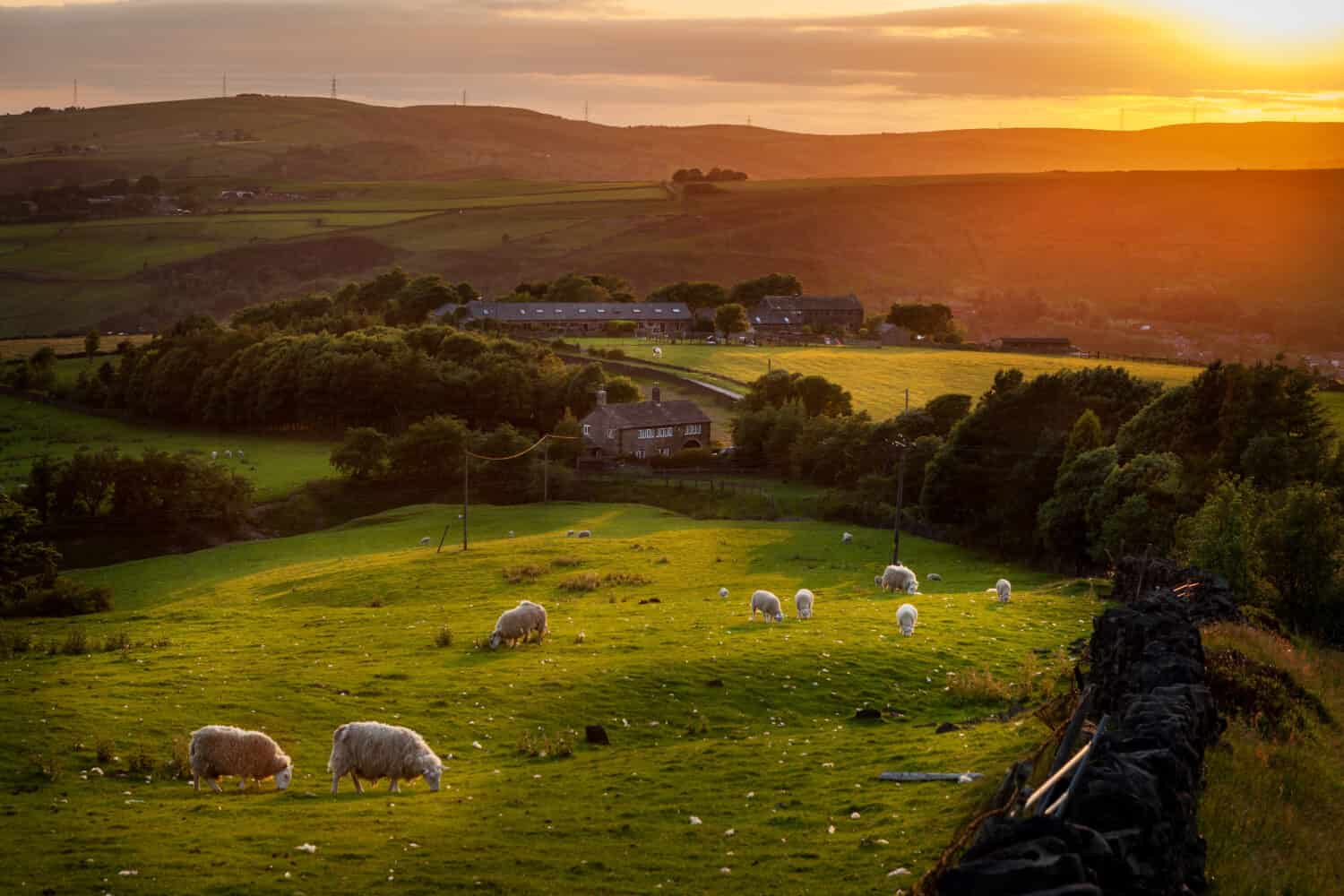 Pecore al pascolo in un bellissimo paesaggio nella campagna britannica vicino alla periferia di Manchester.