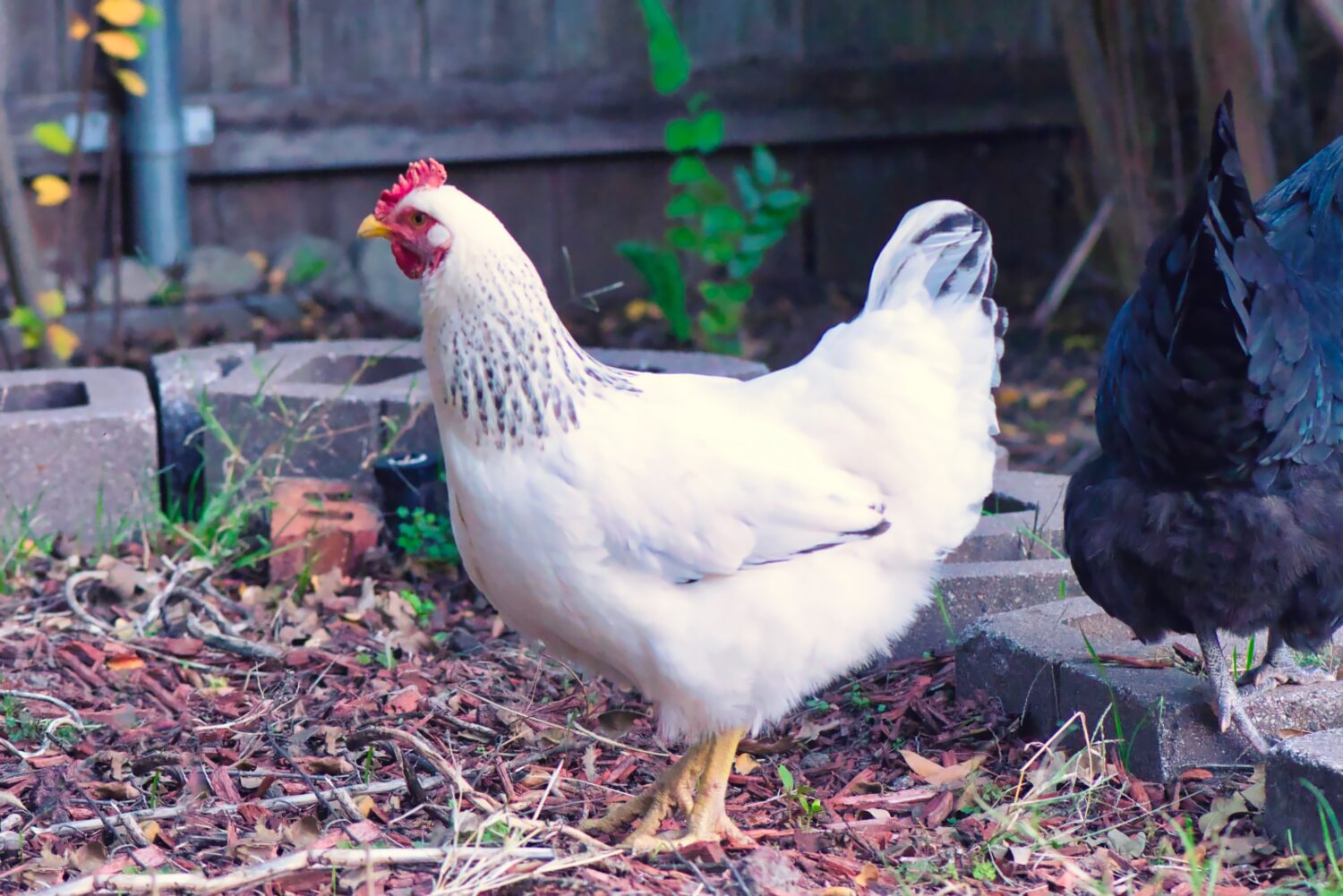 Free Range Delaware White Chicken rovistando in foglie di autunno.