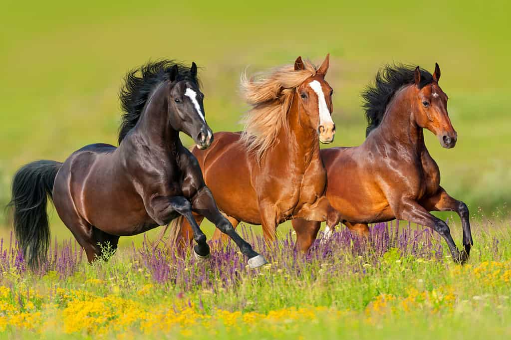 I cavalli corrono al galoppo nel prato fiorito
