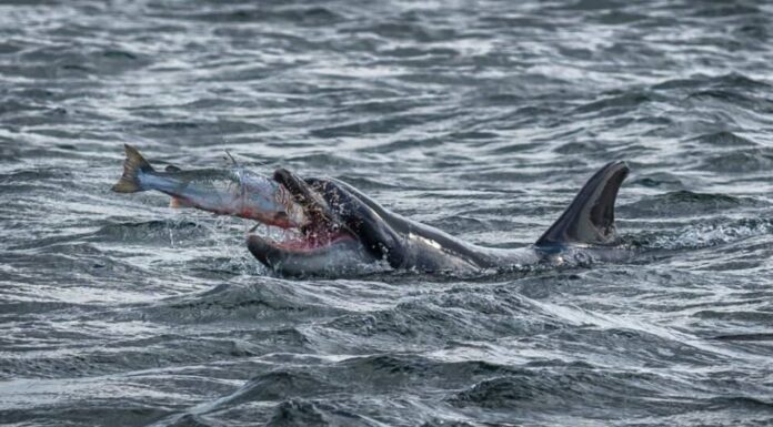 delfino tursiope che cattura cibo