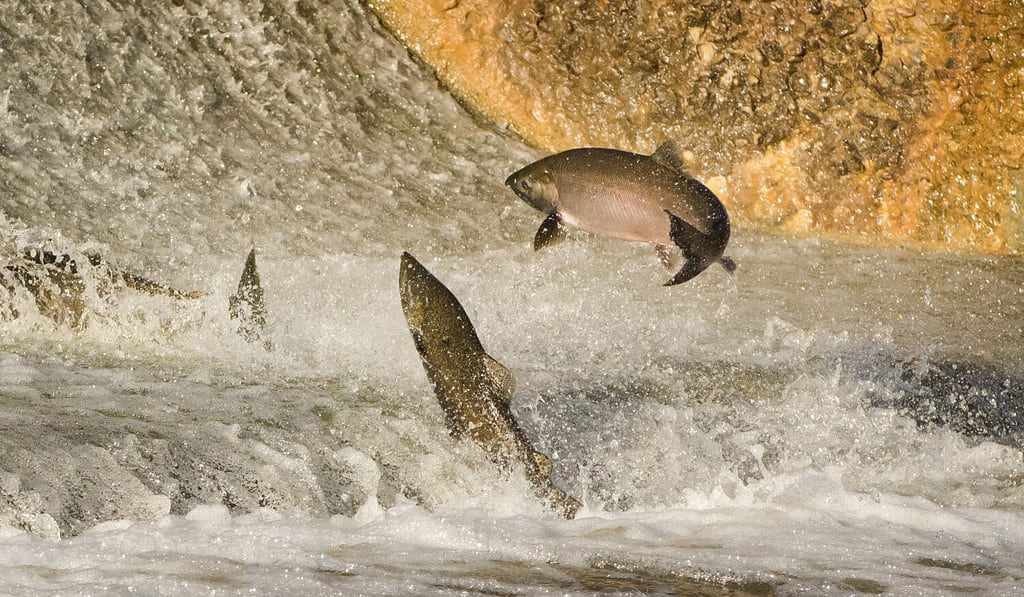 Salmone Chinook che salta alla caduta dell'acqua