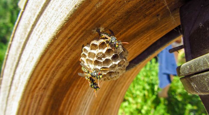 Le vespe sciamano sul loro nido di carta appeso a una struttura esterna.  Macro di un insetto in natura.