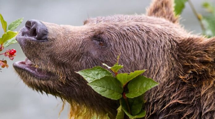 Cosa mangiano gli orsi grizzly - Bacche