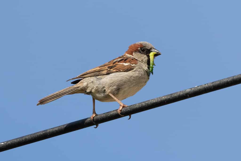 Passero domestico (passer domesticus) con grub verde nel becco appollaiato sul cavo nero