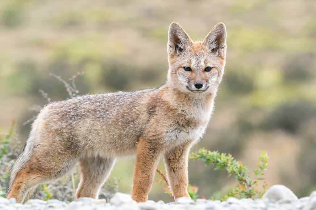 Una giovane volpe grigia sudamericana è in piedi sulla strada grigia con uno sfondo verde in Patagonia Cile