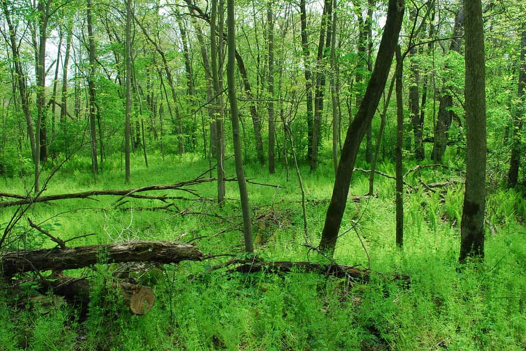 Foresta di Bottomland, Tiffany Bottoms nell'area naturale dello stato del Wisconsin.